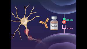 Featured image for “Press Release: New 48-week frexalimab phase 2 data support potential for high sustained efficacy in multiple sclerosis (sanofi.com)”